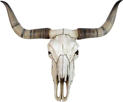 WU73402VA wise veronese design bufalo kuru kafası